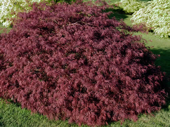 Acer palmatum Crimson Cloud wk (1).jpg